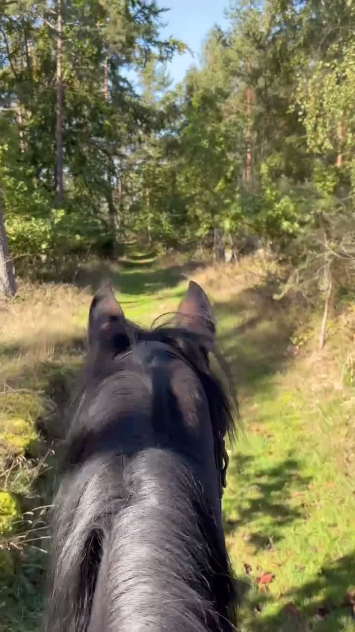 Allround hästar till salu: Trevlig 5 åring  i Sölvesborg - Video 1