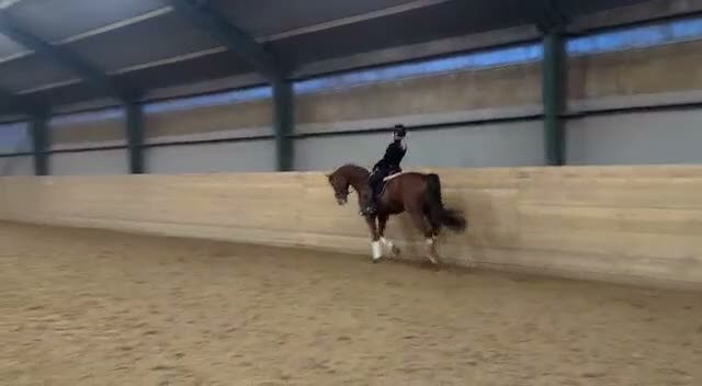 Sällskap hästar till salu: Fina Misty söker rätt hem🐴❤️ - Video 1