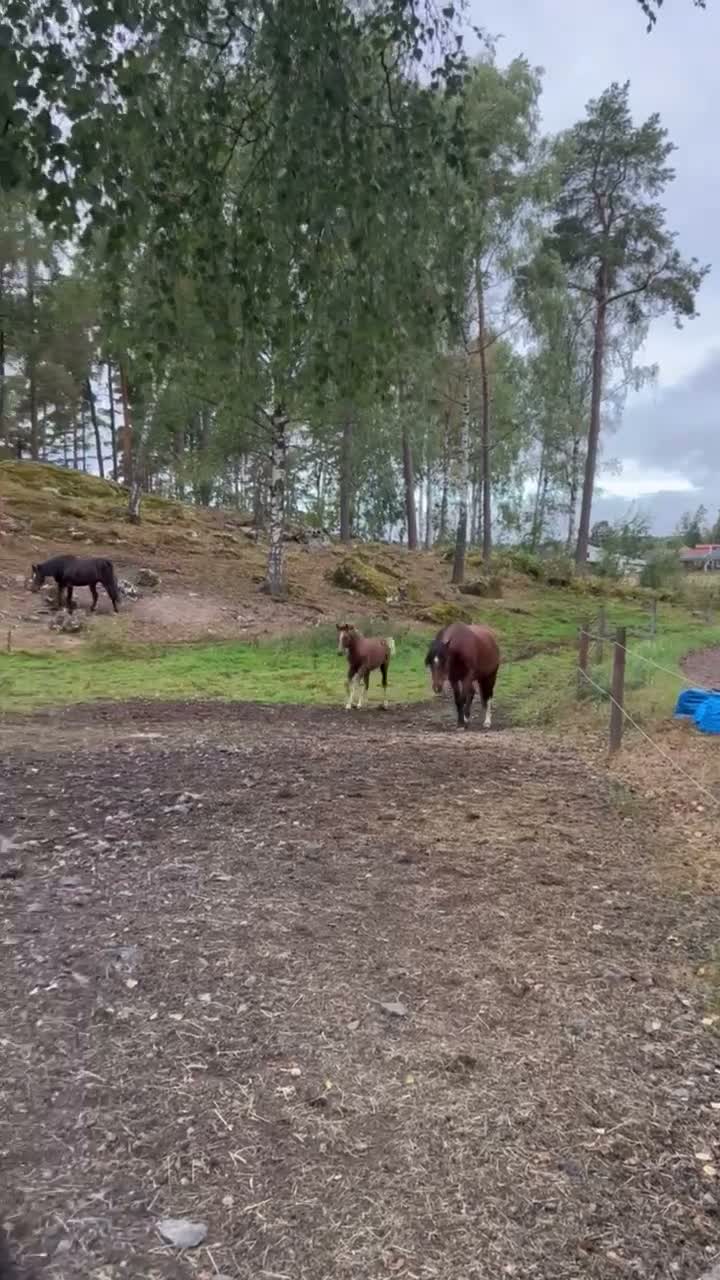 Allround hästar till salu: Ljuvlig New Foresthingt! - Video 1