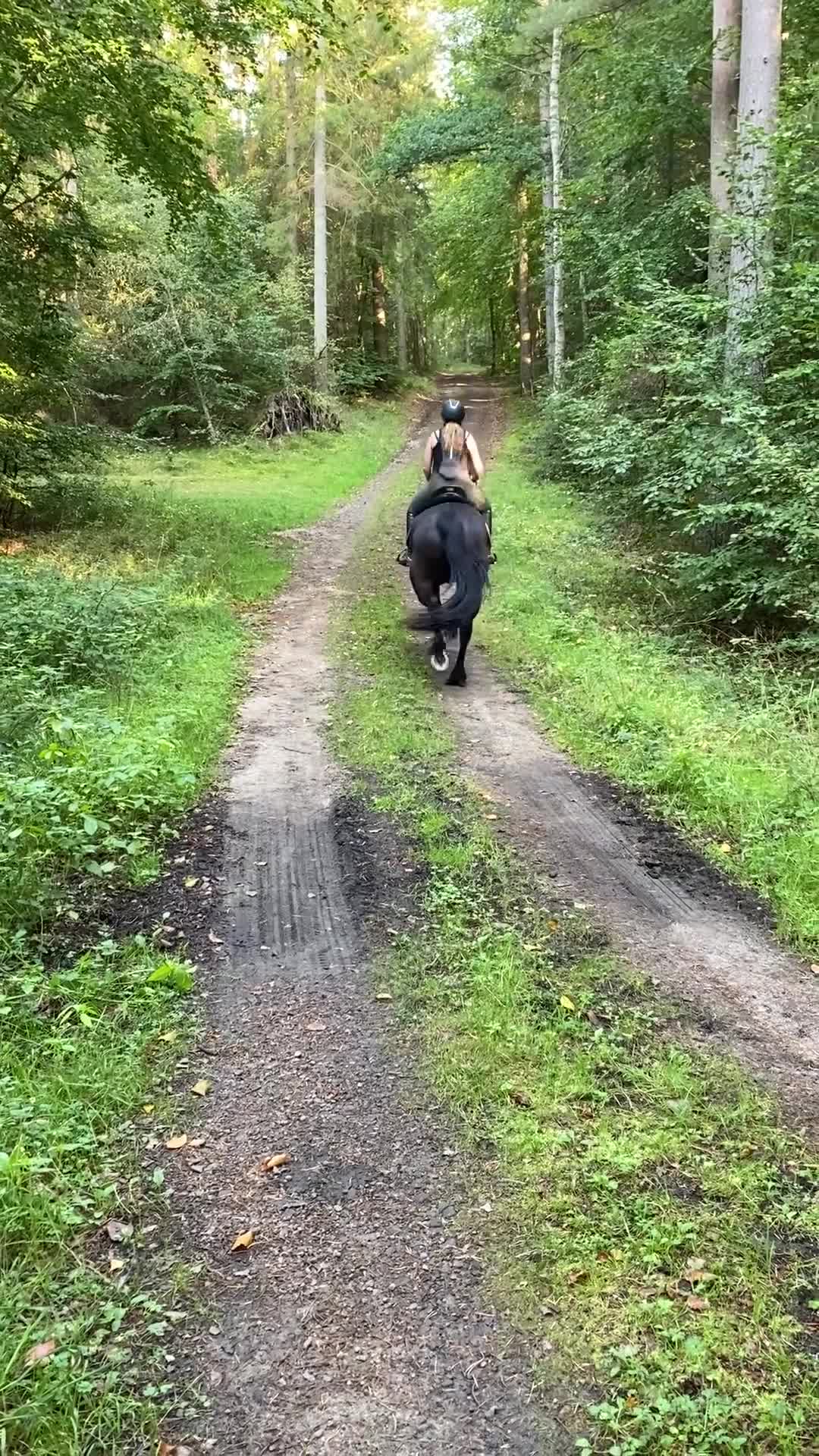 Allround hästar till salu: Lyxig, vänlig hobbyhäst!  i Brösarp - Video 5
