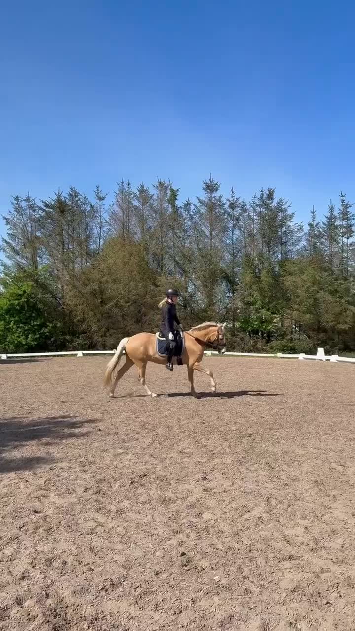 Dressyr hästar till salu: Smuk og velgående kat. 1 pony med meget kvalitet  - Video 2