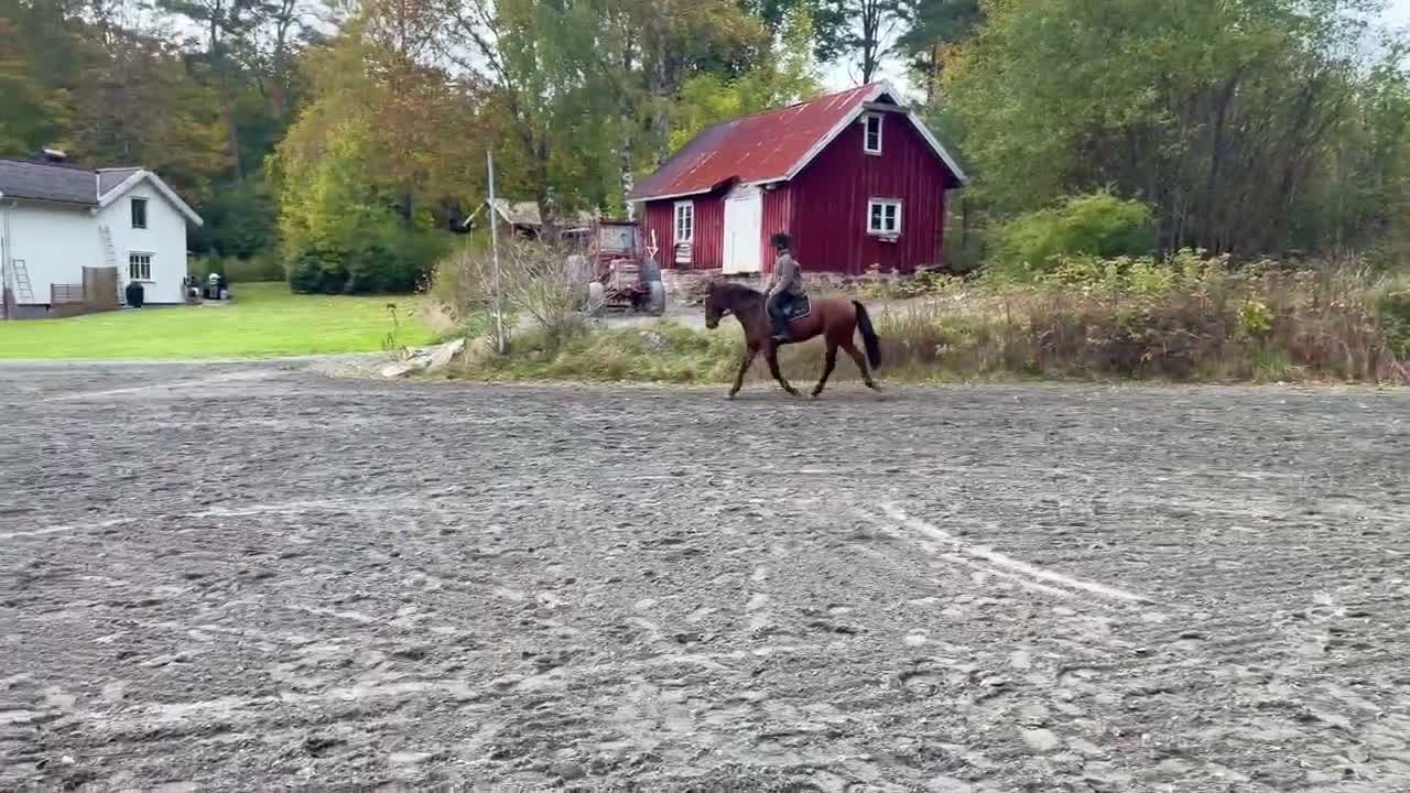 Hoppning hästar till salu: Fantastisk Dponny med hjärta och potential  - Video 1