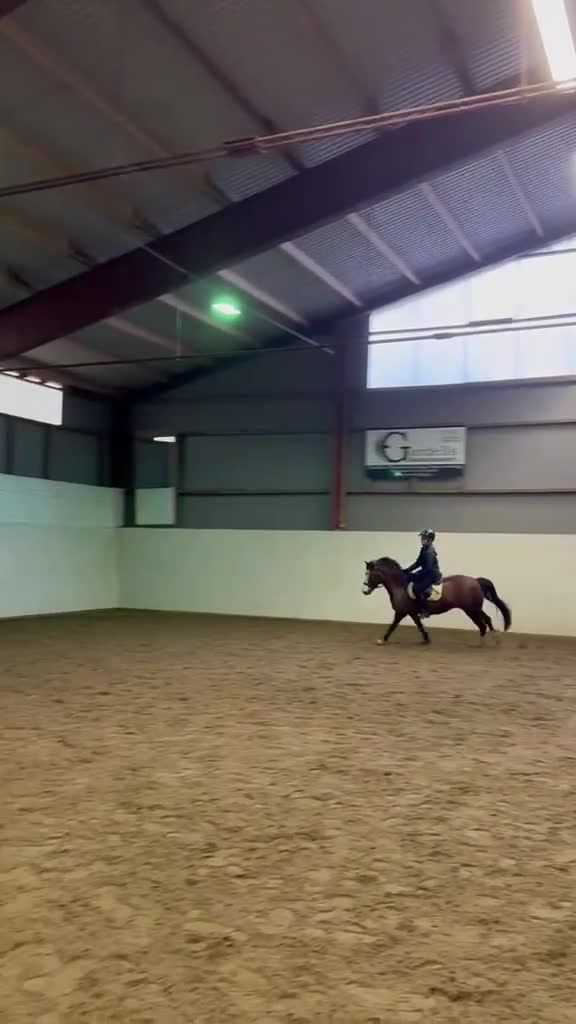 Allround hästar till salu: Ponnysto för framtiden! i Ljung - Video 1