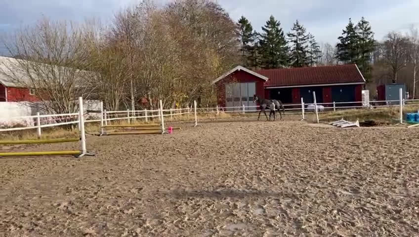 Hoppning hästar till salu: Lyckhems Lupuz  i Fjärås - Video 1