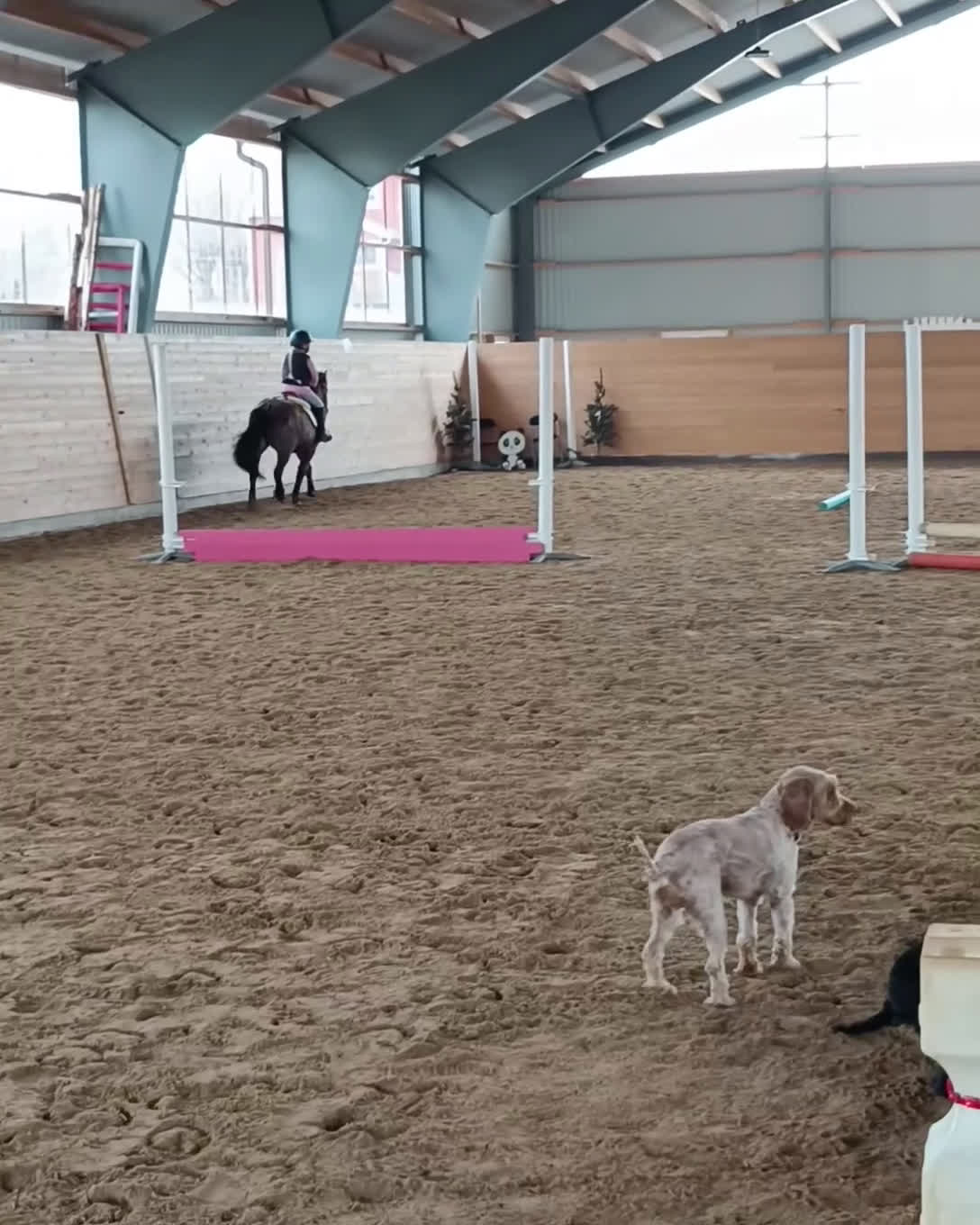 Allround hästar till salu: Barnponny som älskar skogsturer  i Nässjö - Video 2