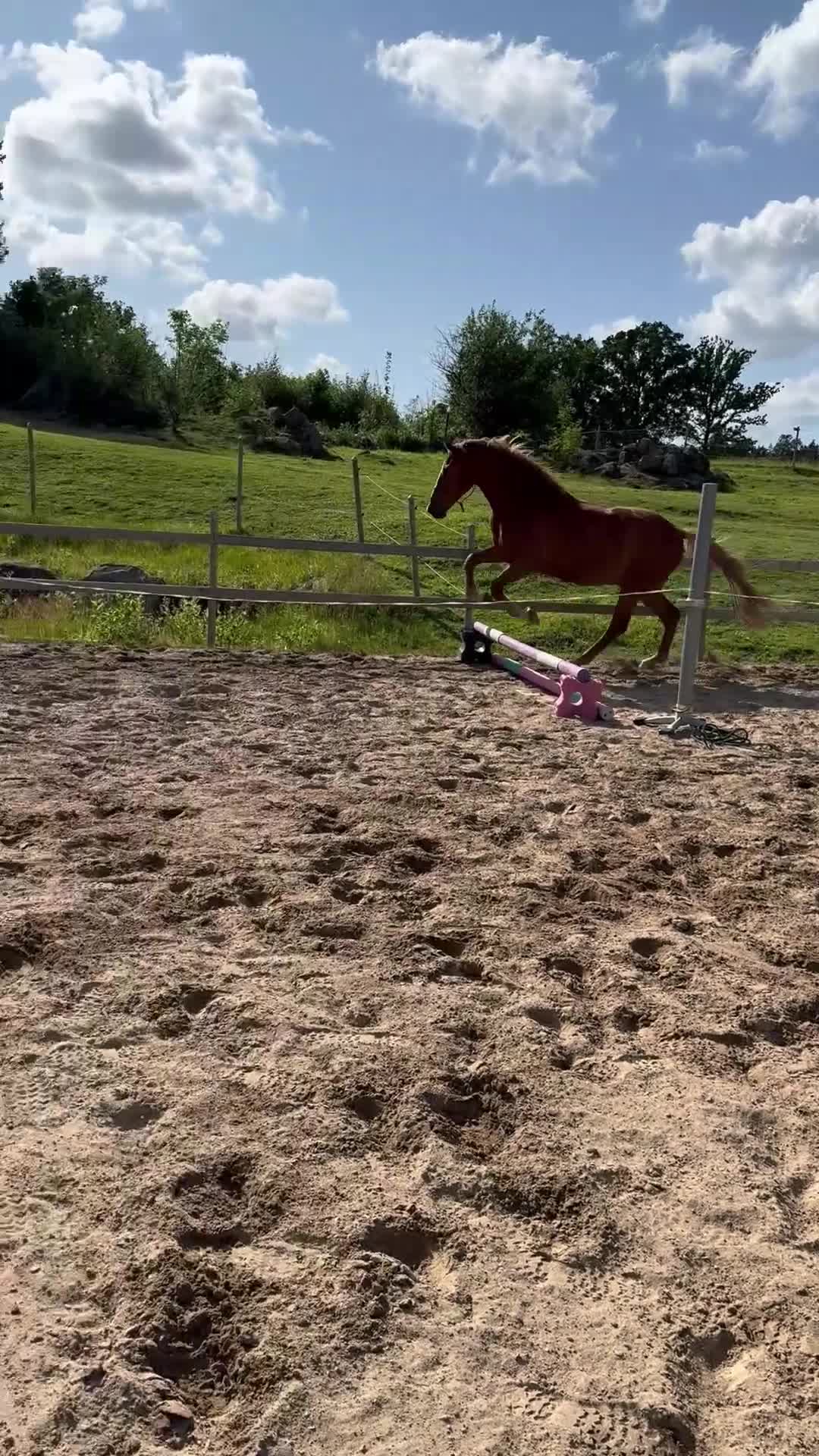 Dressyr hästar till salu: 5-årig valack med mycket utstrålning! - Video 2