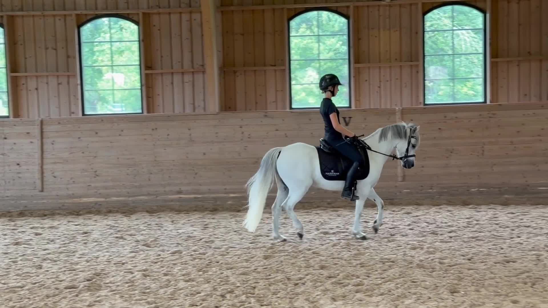 Allround hästar till salu: Dröm ponnyn för alla ryttare - Video 3