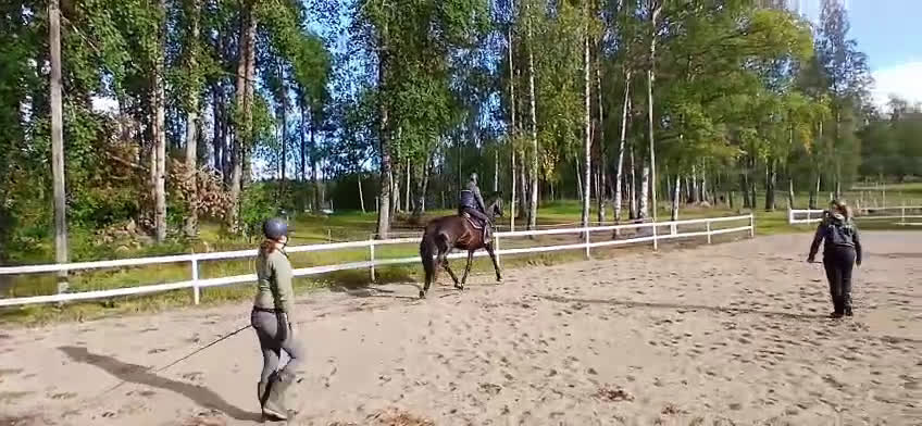 Allround hästar till salu: Trevlig unghäst i Grödinge - Video 3