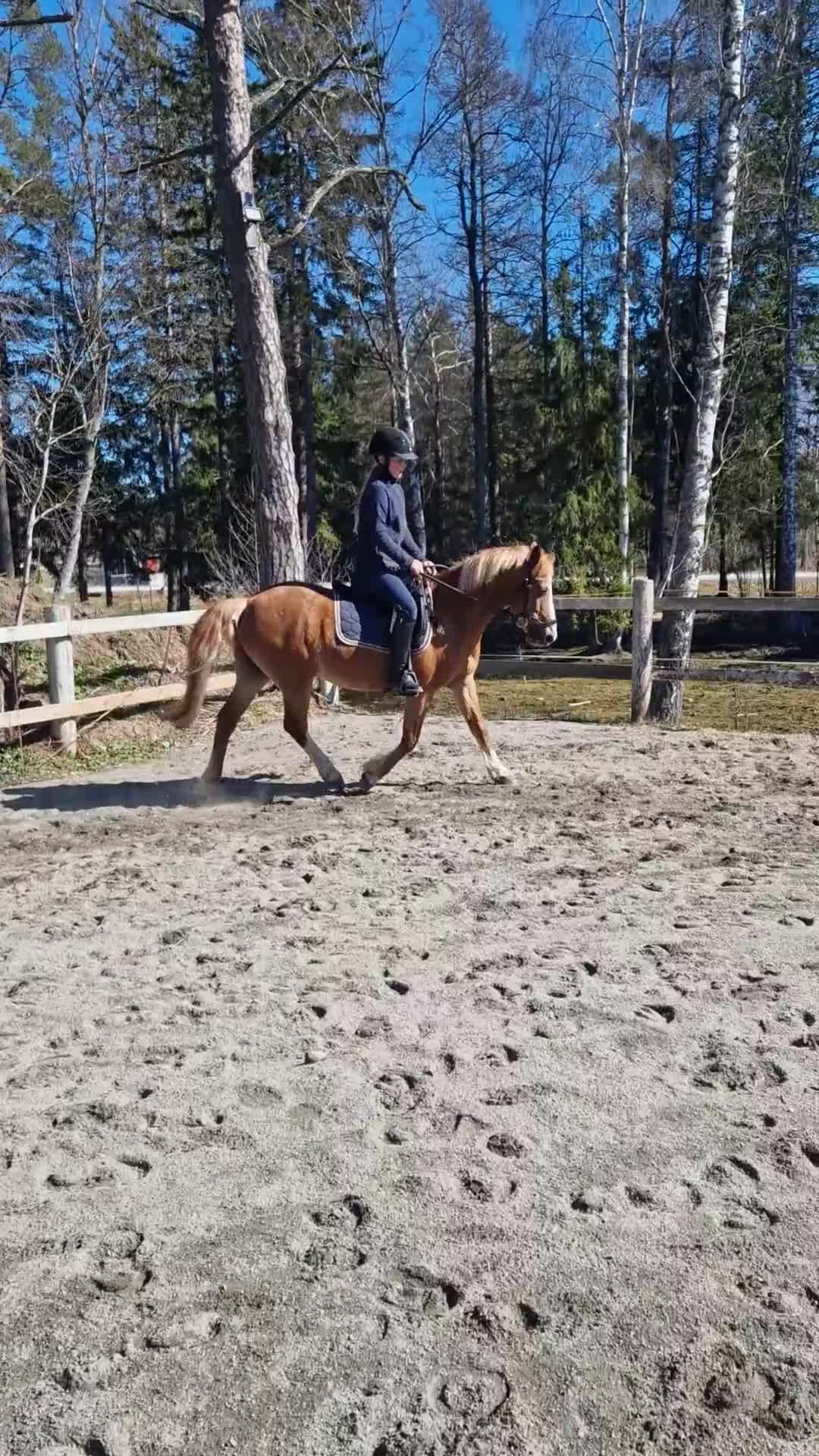 Dressyr hästar till salu: Välriden äldre gentleman  - Video 1