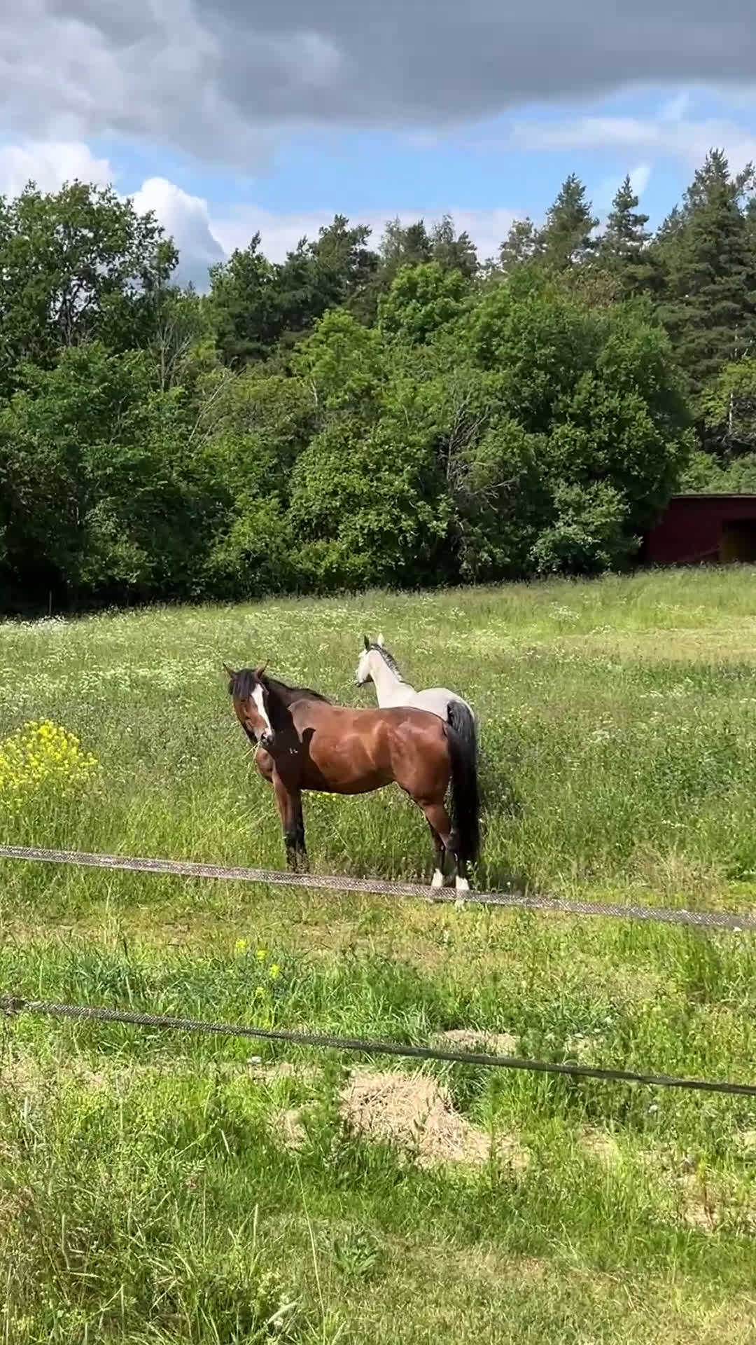  stallplats finnes: Sommarbete - Video 1