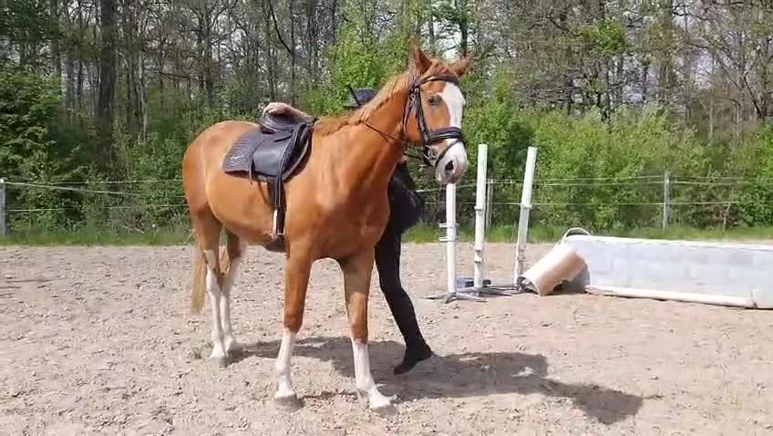 Hoppning hästar till salu: Treåring med härlig teckning - Video 1
