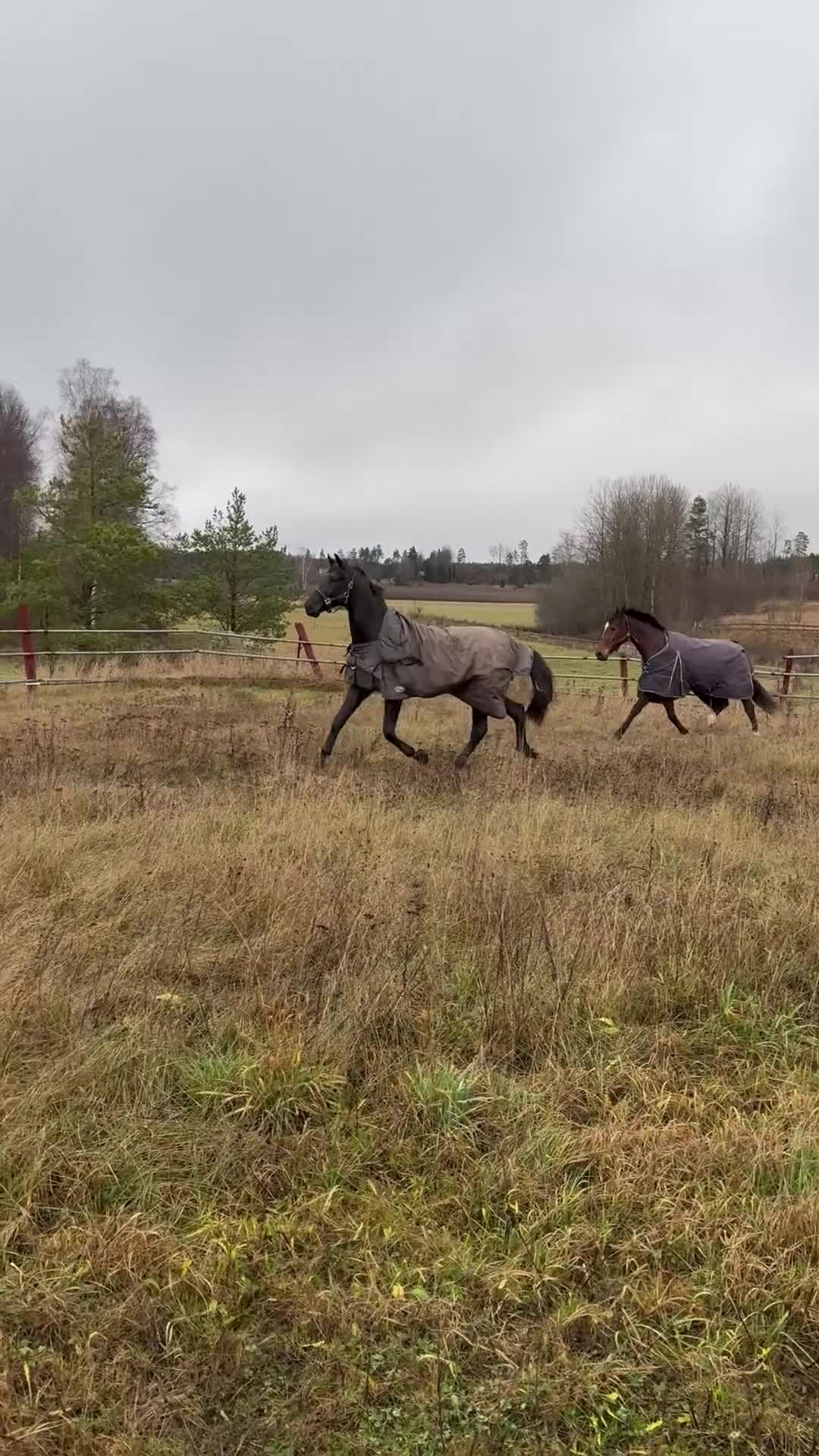 Avelshästar hästar till salu: Vacker svart hingst  - Video 1