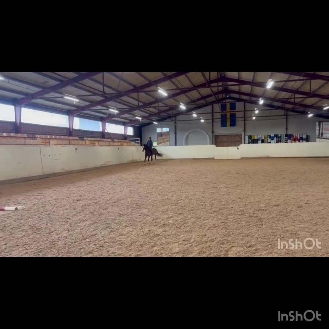 Allround hästar till salu: Wiwa - supermysigt sto - Video 4