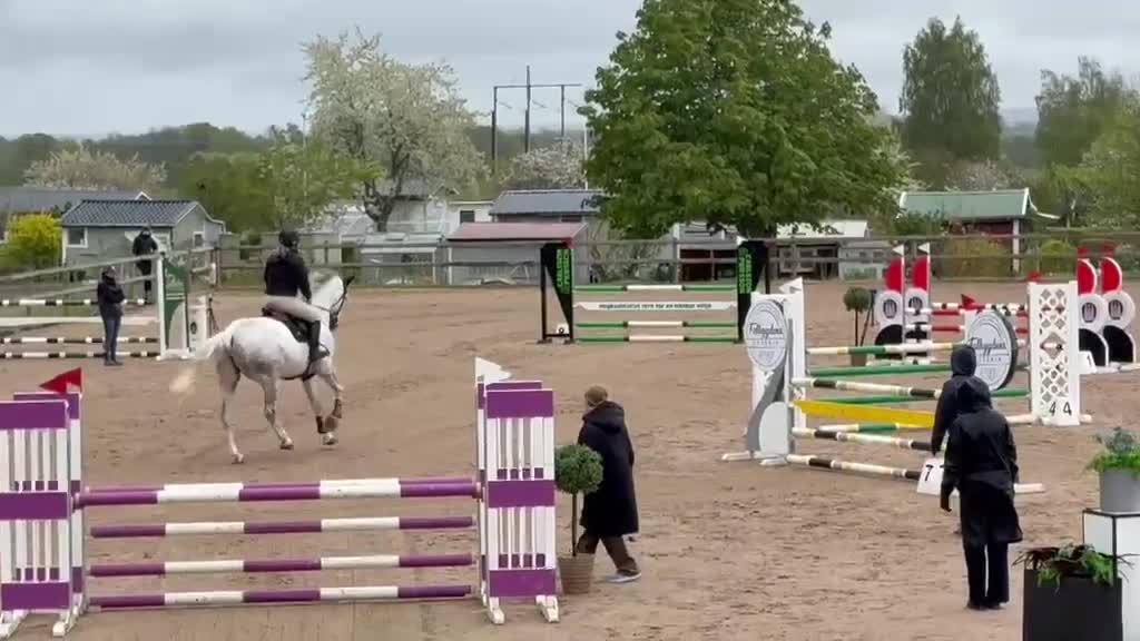 Hoppning hästar till salu: Supertrevlig 5 åring med mycket kapacitet  - Video 1