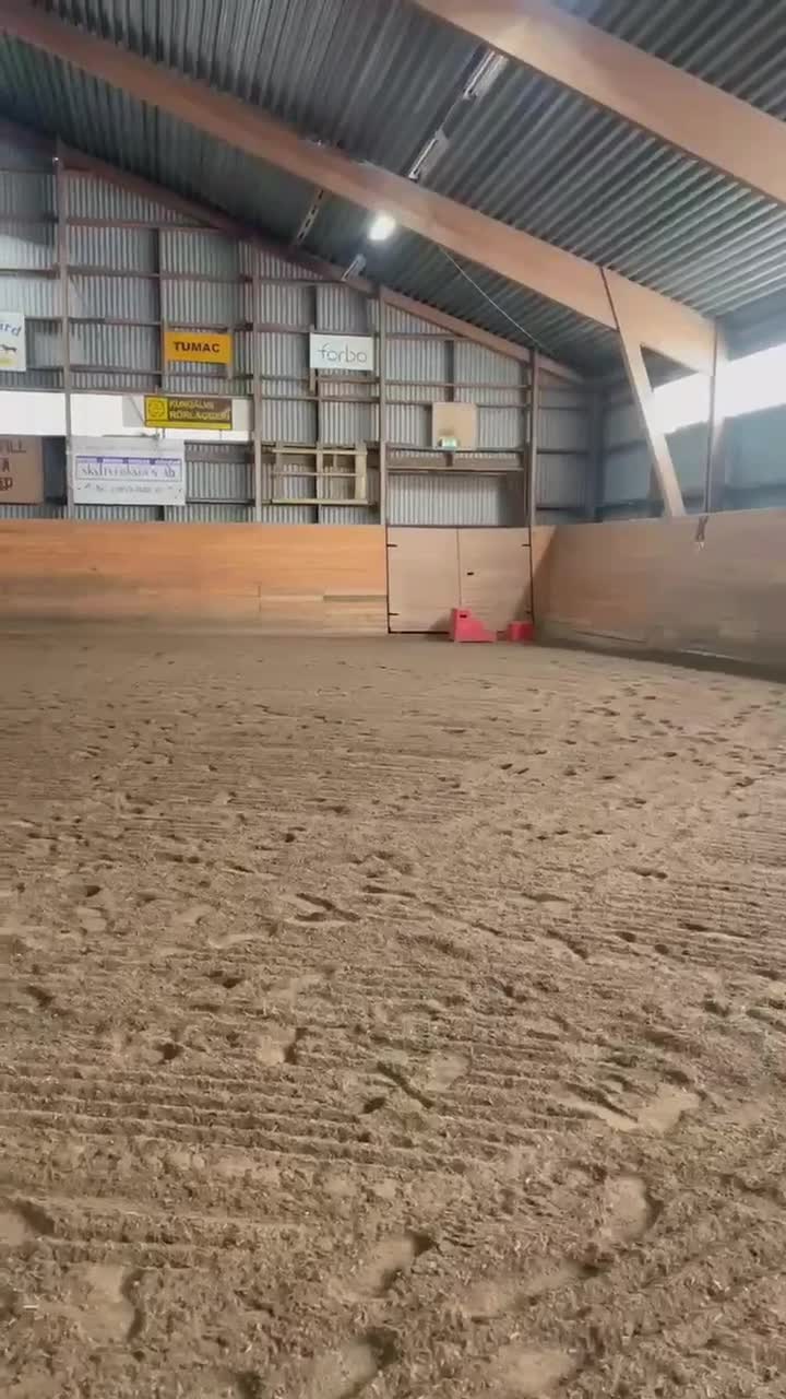 Allround hästar till salu: Jaguar - Video 5