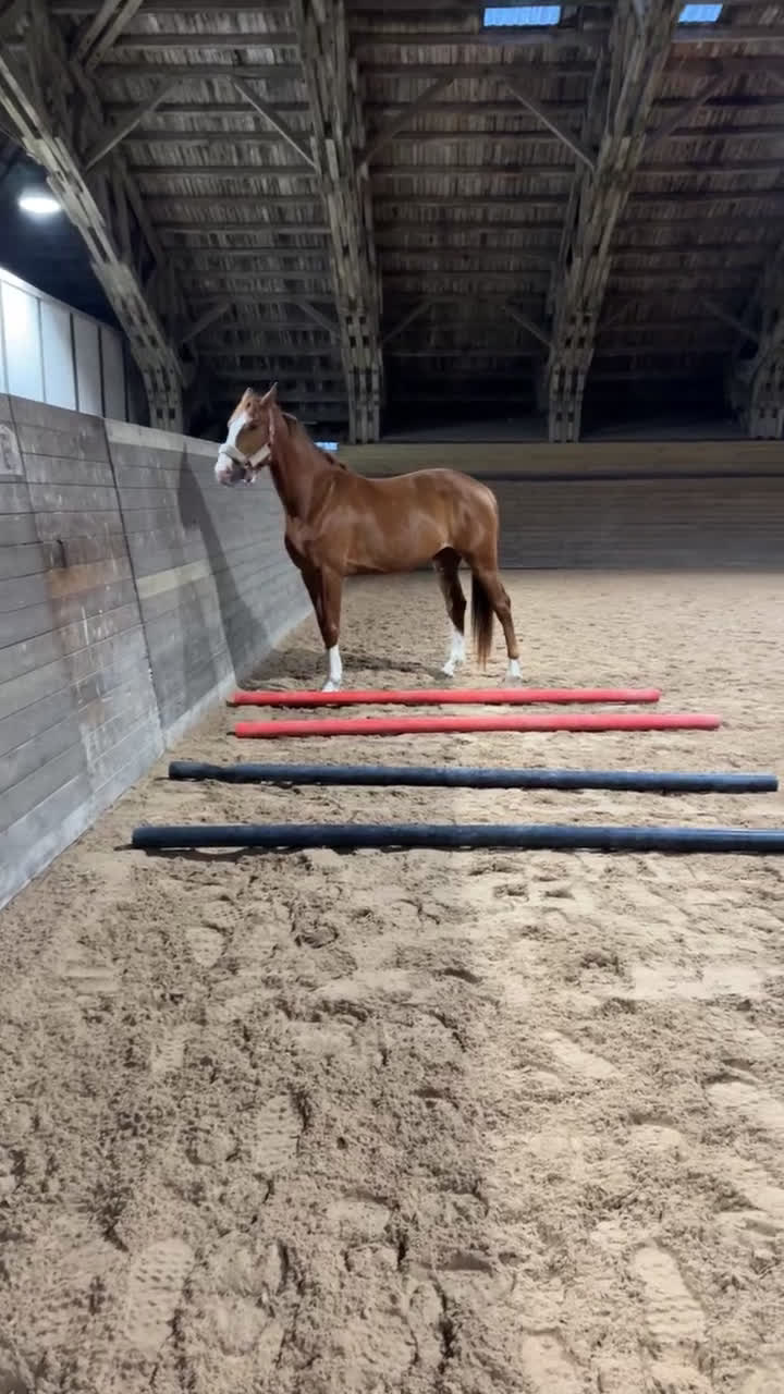 Dressyr hästar till salu: Stor ram dressyr häst - Video 3