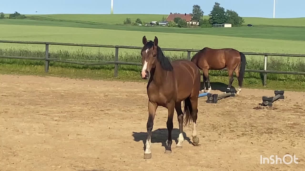 Fälttävlan hästar till salu: 2-årig valack e. Zezar Hästak- Alcatraz- Bernstein i Marieholm - Video 2