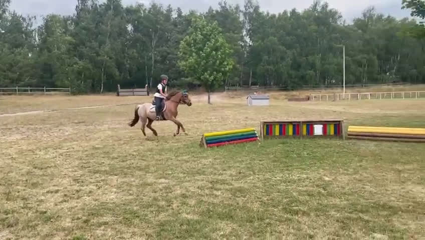 Dressyr hästar till salu: Världens bästa barnponny/förstaponny - Video 1