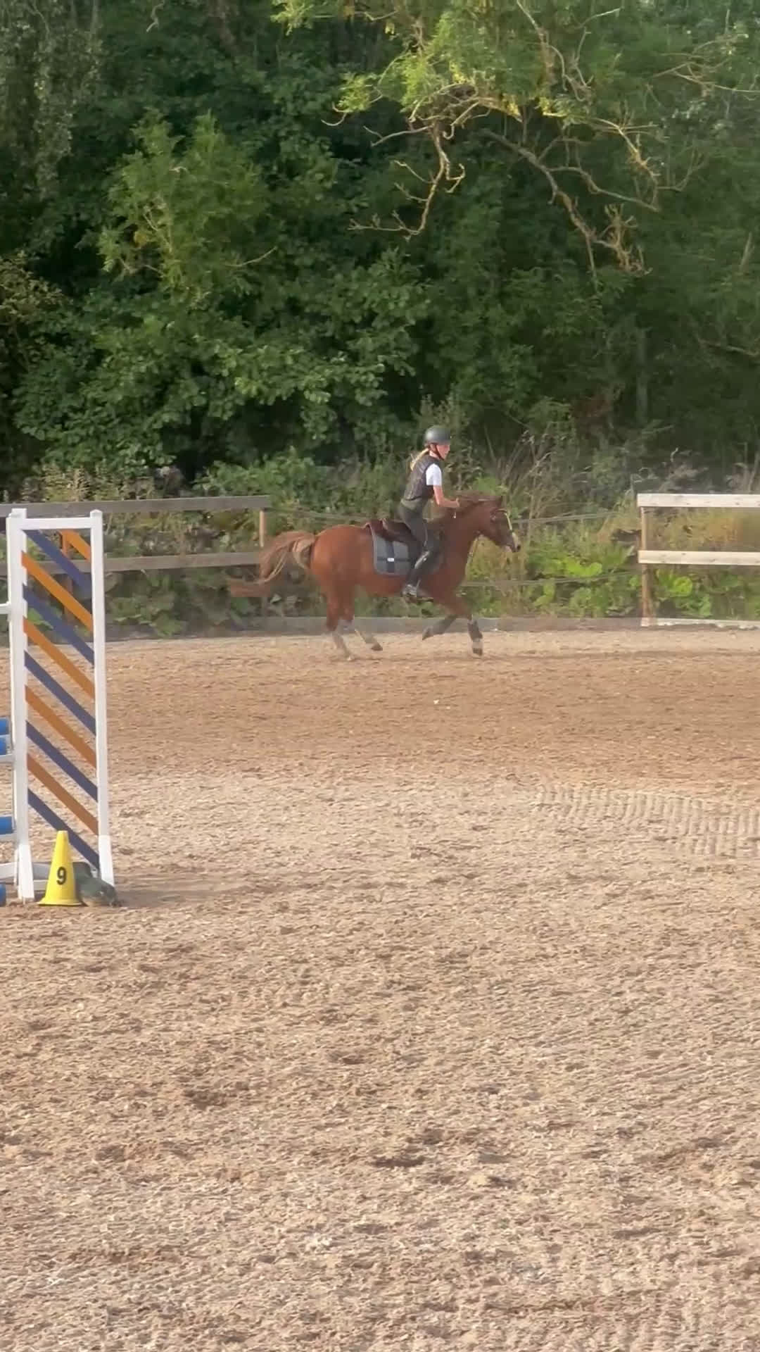 Allround hästar till salu: Sockersöt läromästare  - Video 2