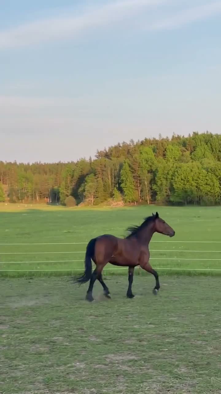 Allround hästar till salu: Ståtligt sto med potential i Åkersberga - Video 1