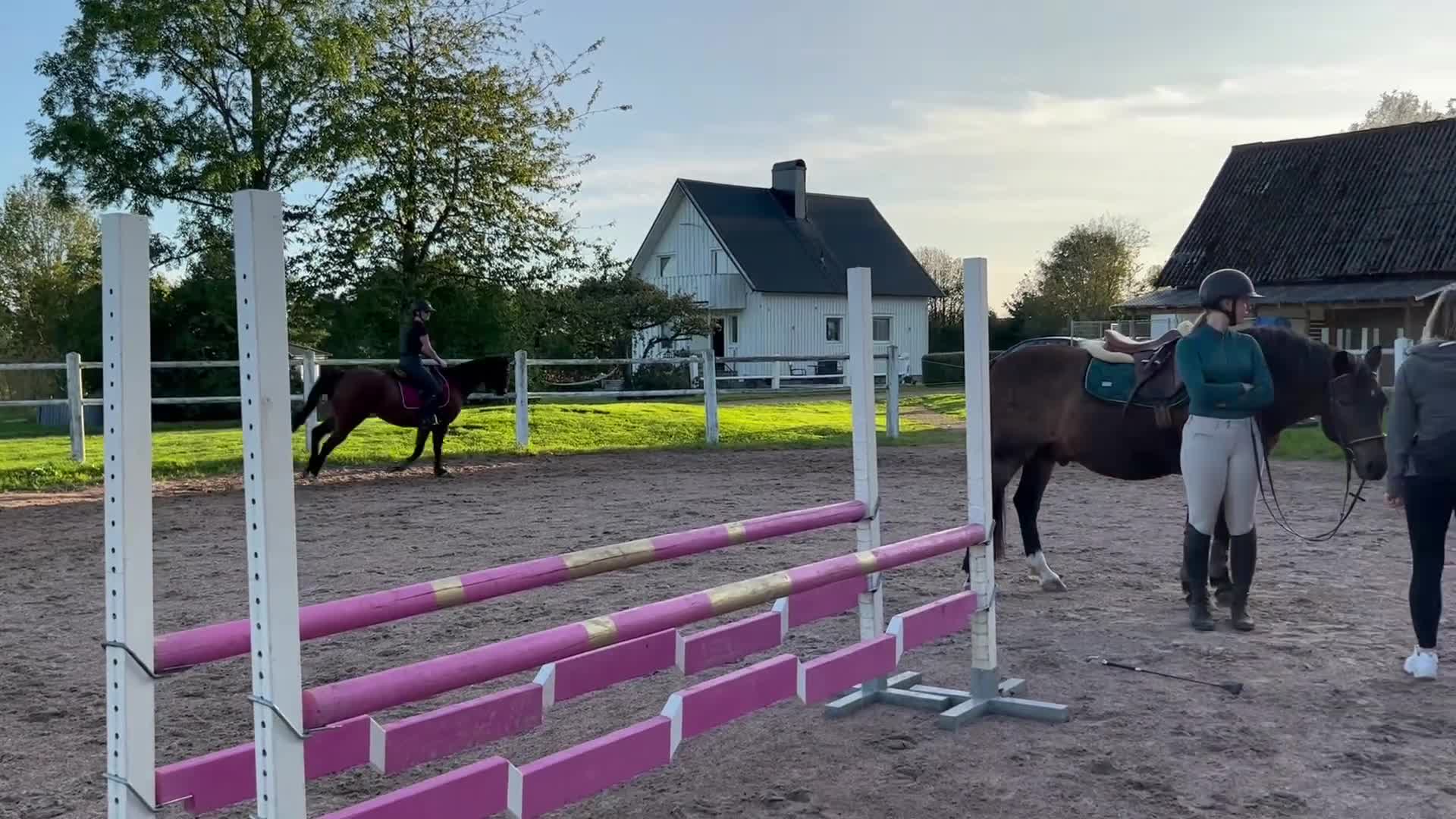 Allround hästar till salu: Projekt till salu - Video 4