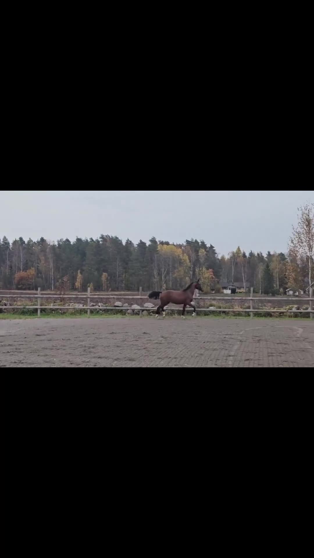 Allround hästar till salu: Snygg val med mkt bra huvud - Video 1