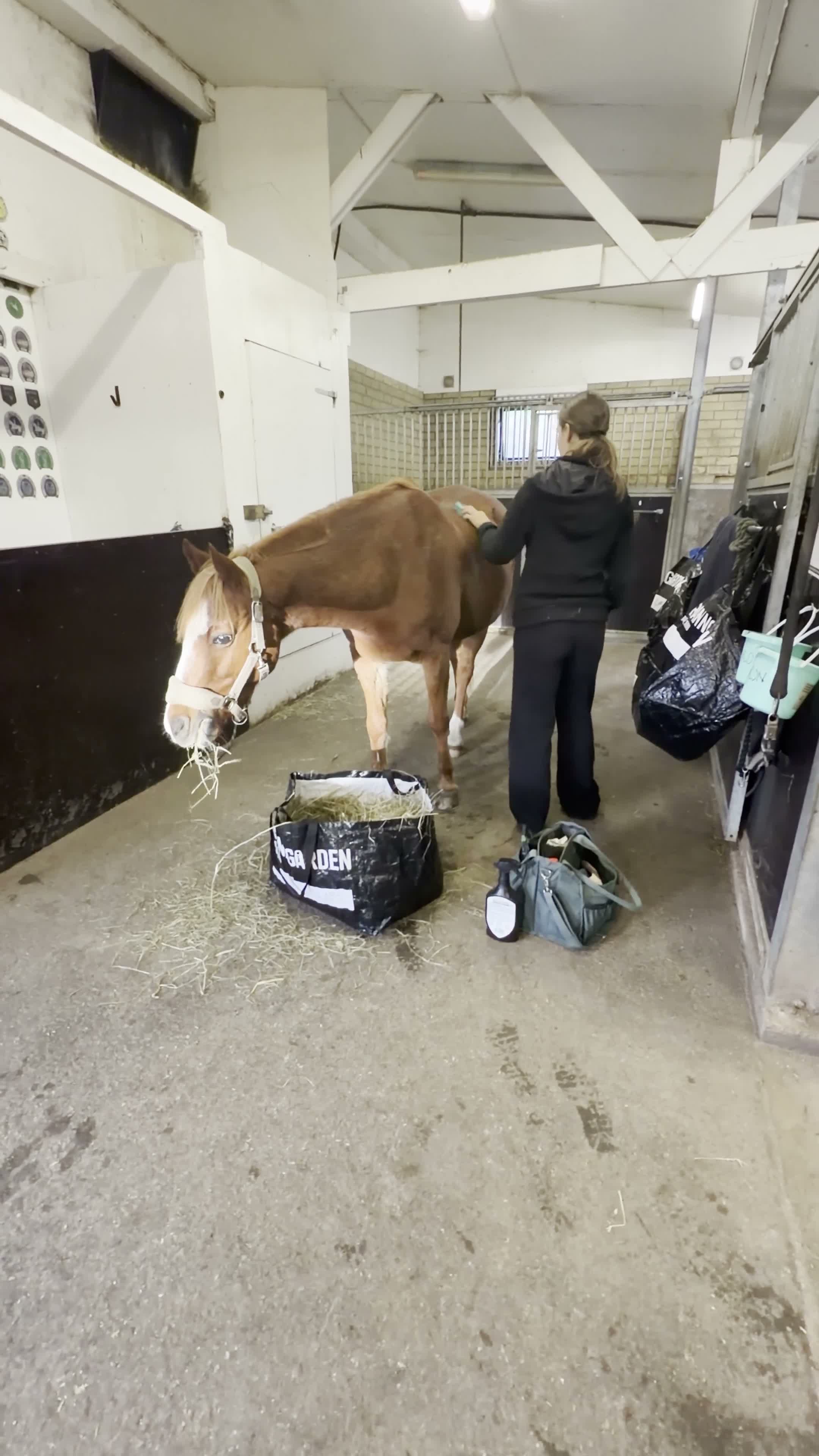Allround hästar till salu: Nätt D-ponny med mycket energi - Video 2