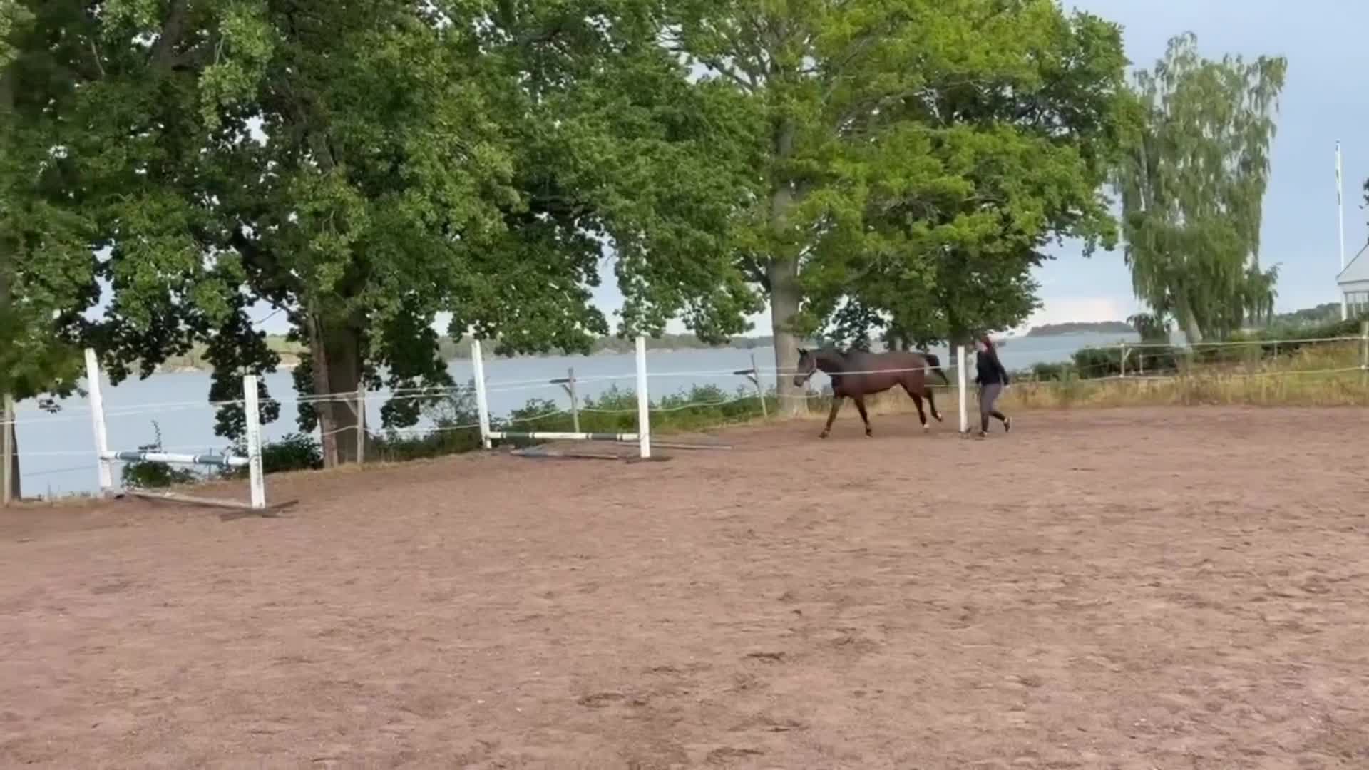 Hoppning hästar till salu: Fynd- Fin Swb Valack  - Video 1
