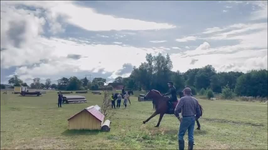 Avelshästar hästar till salu: Superfint avelssto med bra stam  - Video 4