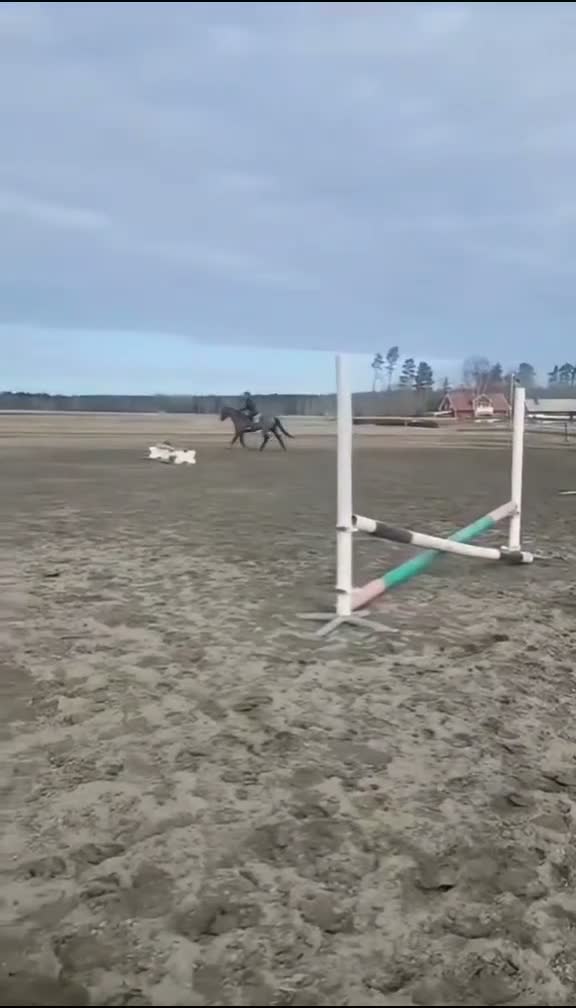 Allround hästar till salu: Bästa vän /avel/sallskap  - Video 2