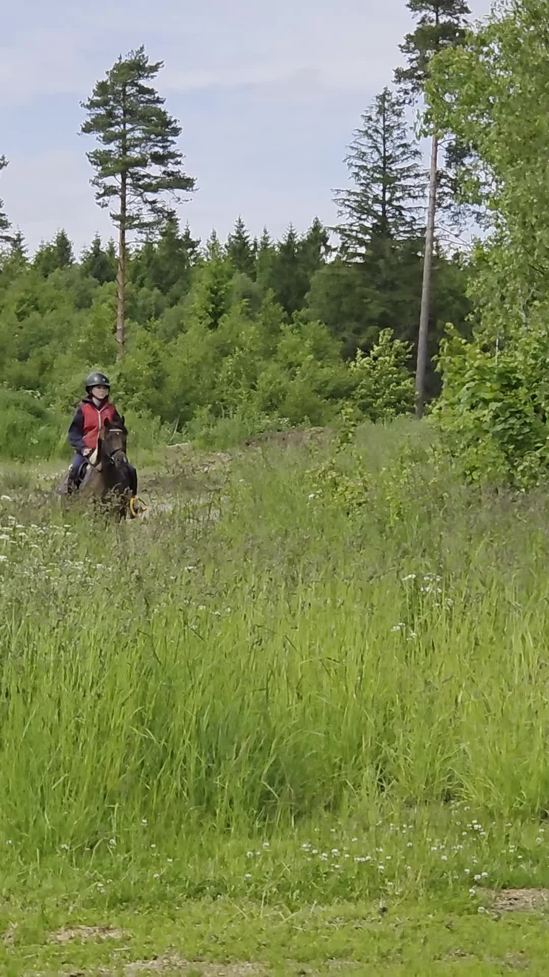 Allround hästar till salu: Vackert sto med temepament utöver det vanliga - Video 1