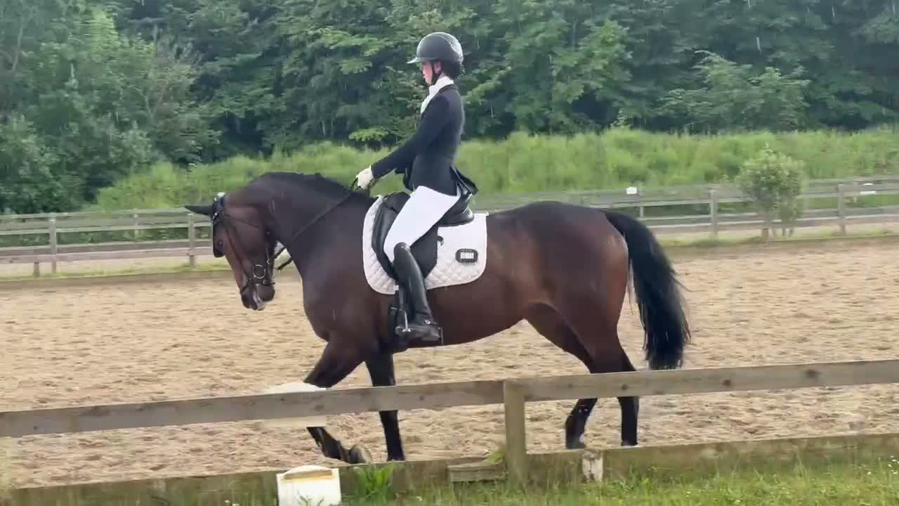 Dressyr hästar till salu: Smuk 6-års hoppe - Video 1