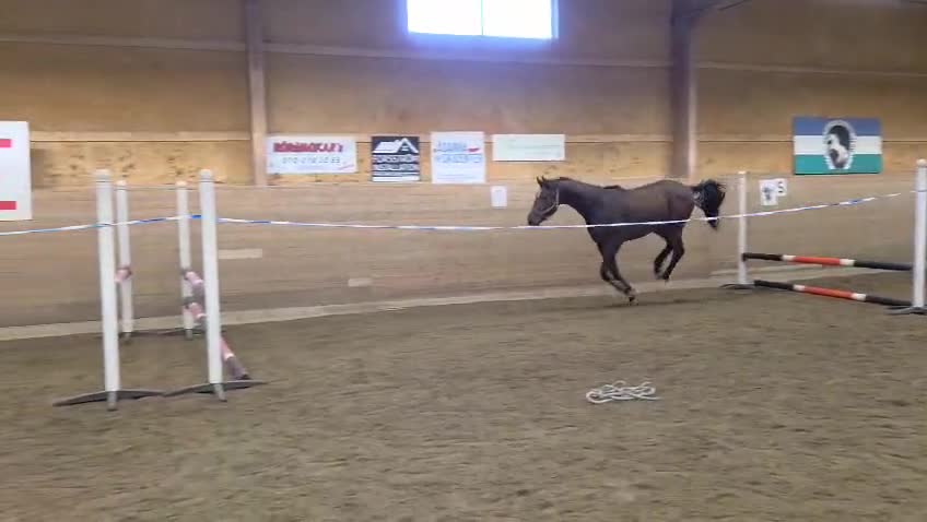 Hoppning hästar till salu: Välstammad hopptalang - Video 2