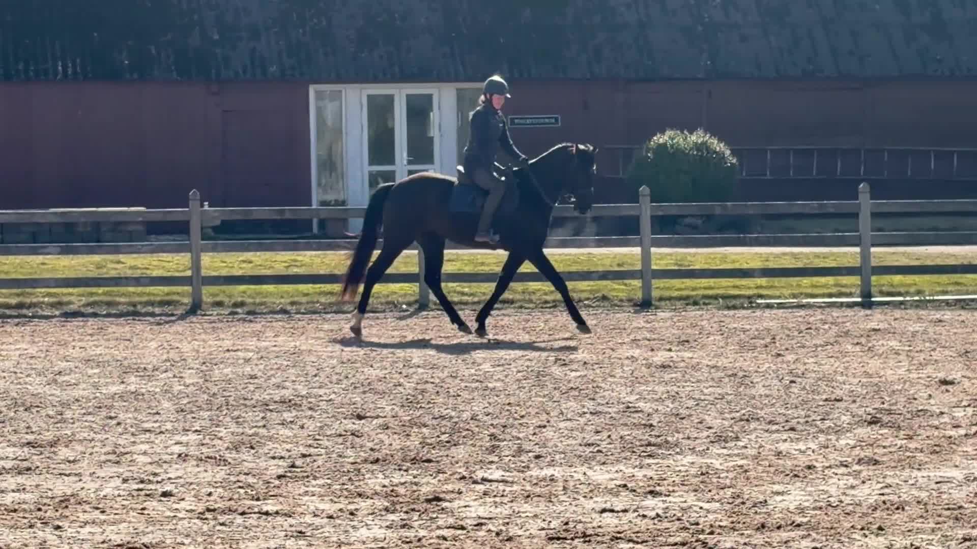 Hoppning hästar till salu: 3-årigt sto e:Mr Vain - Video 1