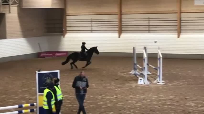 Allround hästar till salu: Världens snällaste ponny! - Video 1