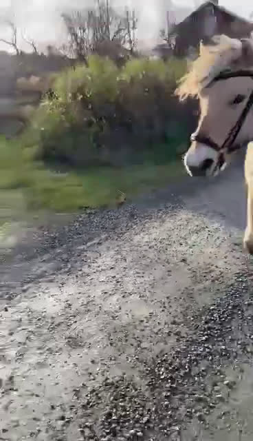Allround hästar till salu: Välarbetad unghäst  i Östansjö - Video 2