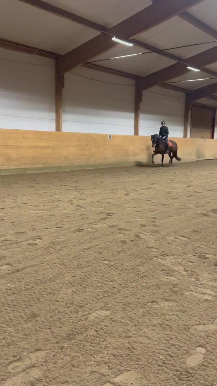 Dressyr hästar till salu: Madison i Hajom - Video 1