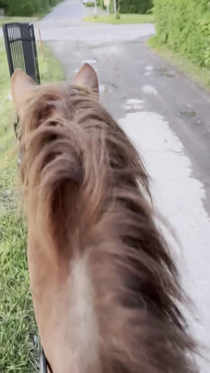 Dressyr hästar till salu: Stor ram dressyr häst - Video 4