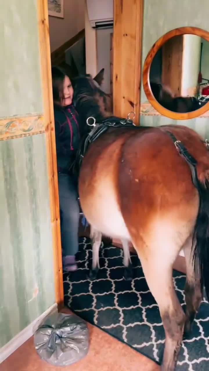 Allround hästar till salu: Russ sto  - Video 2