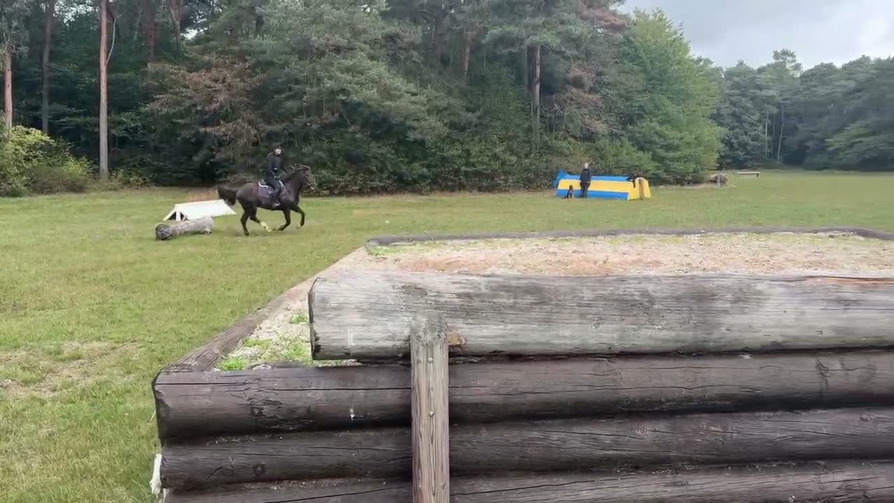 Fälttävlan hästar till salu: Framtida fälttävlansponny! - Video 4