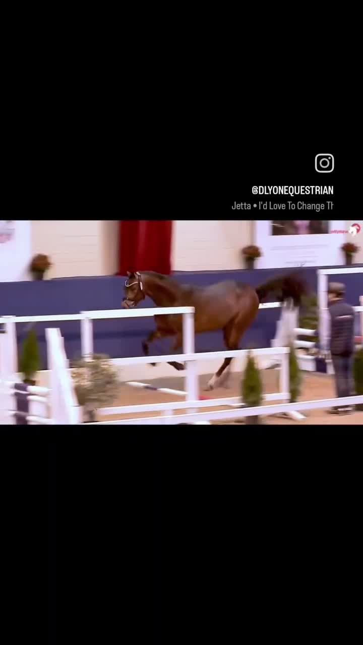 Hoppning hästar till salu: Riktigt bra unghästar till lågt pris - Video 4