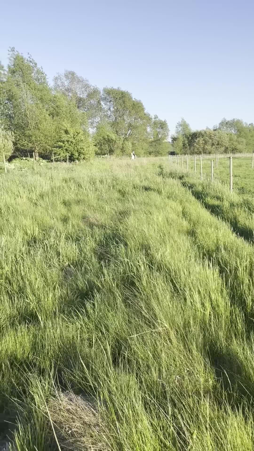 Allround hästar till salu: Toppen läromästare / mor&dotter i Malmö - Video 1