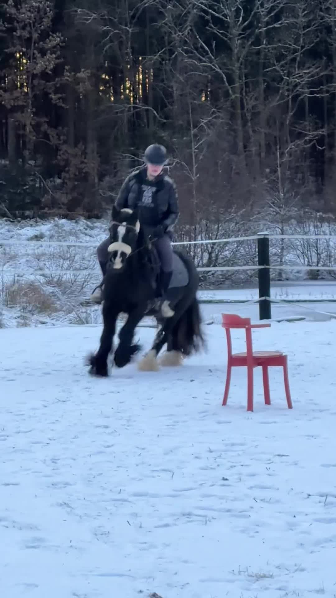 Övrigt hästar till salu: Bas söker sin alldeles egen människa ❤️ - Video 2