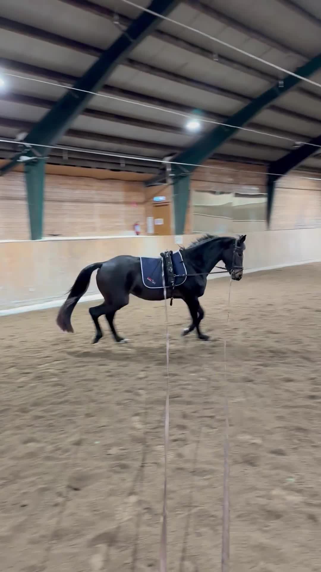 Dressyr hästar till salu: Rörligt och lätt sto till den som vill forma själv - Video 1