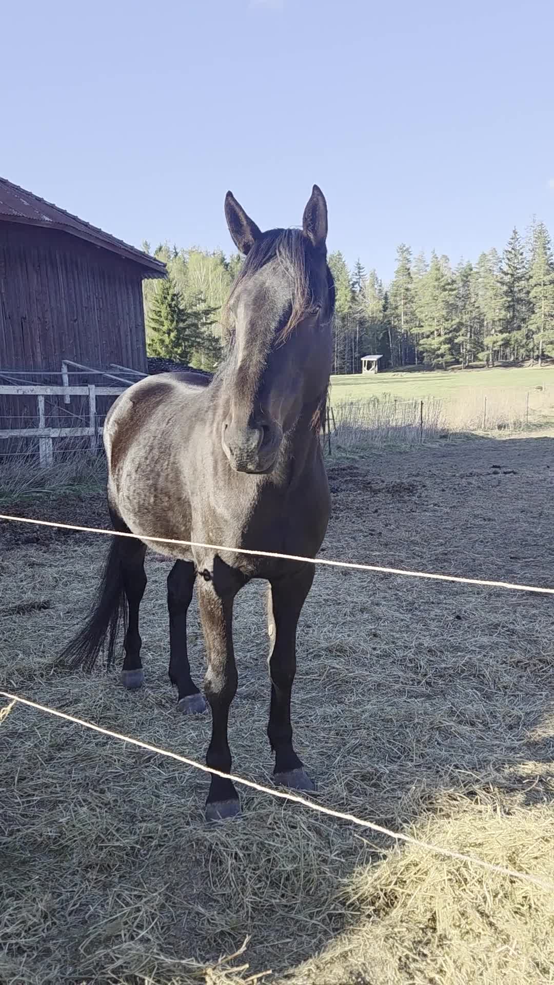 Allround hästar till salu: Snygg blivande ridtravare  i Karlstad - Video 1