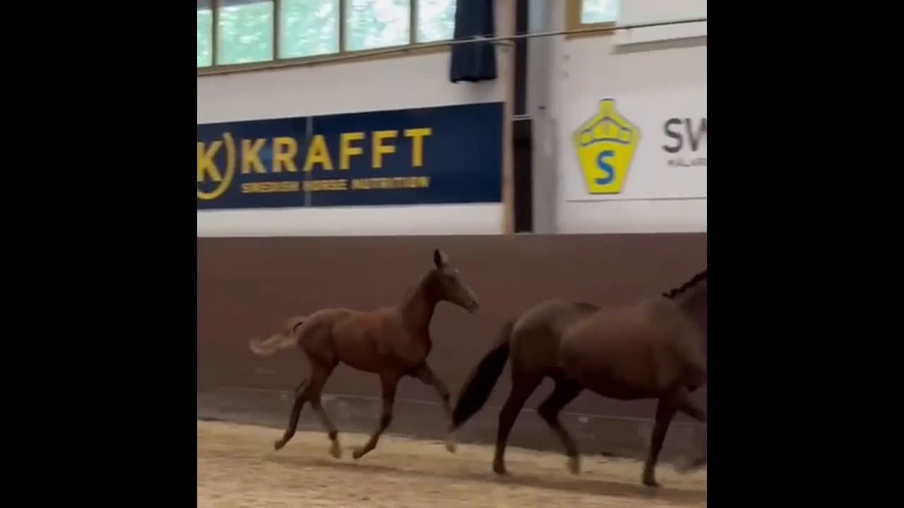 Dressyr hästar till salu: Fantastiskt framtidslöfte  i Kvänum - Video 2