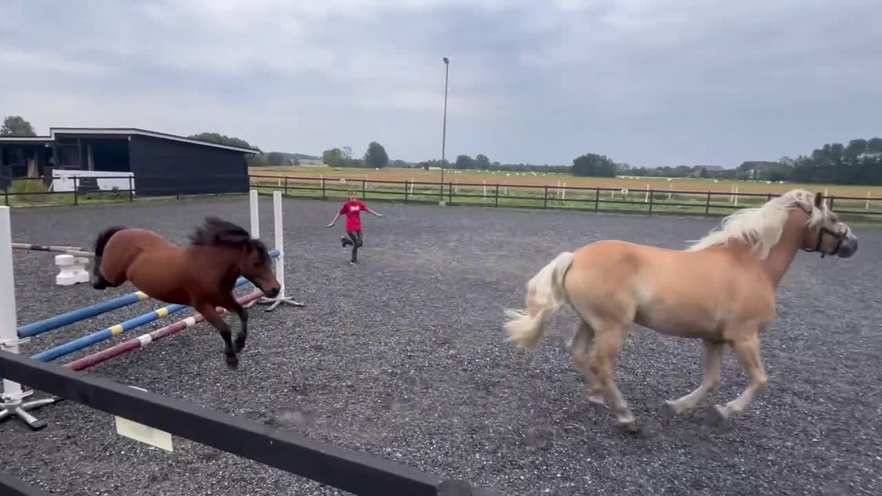  medryttarhäst finnes: Vi söker medryttare till vår A-ponny! i Åled - Video 1