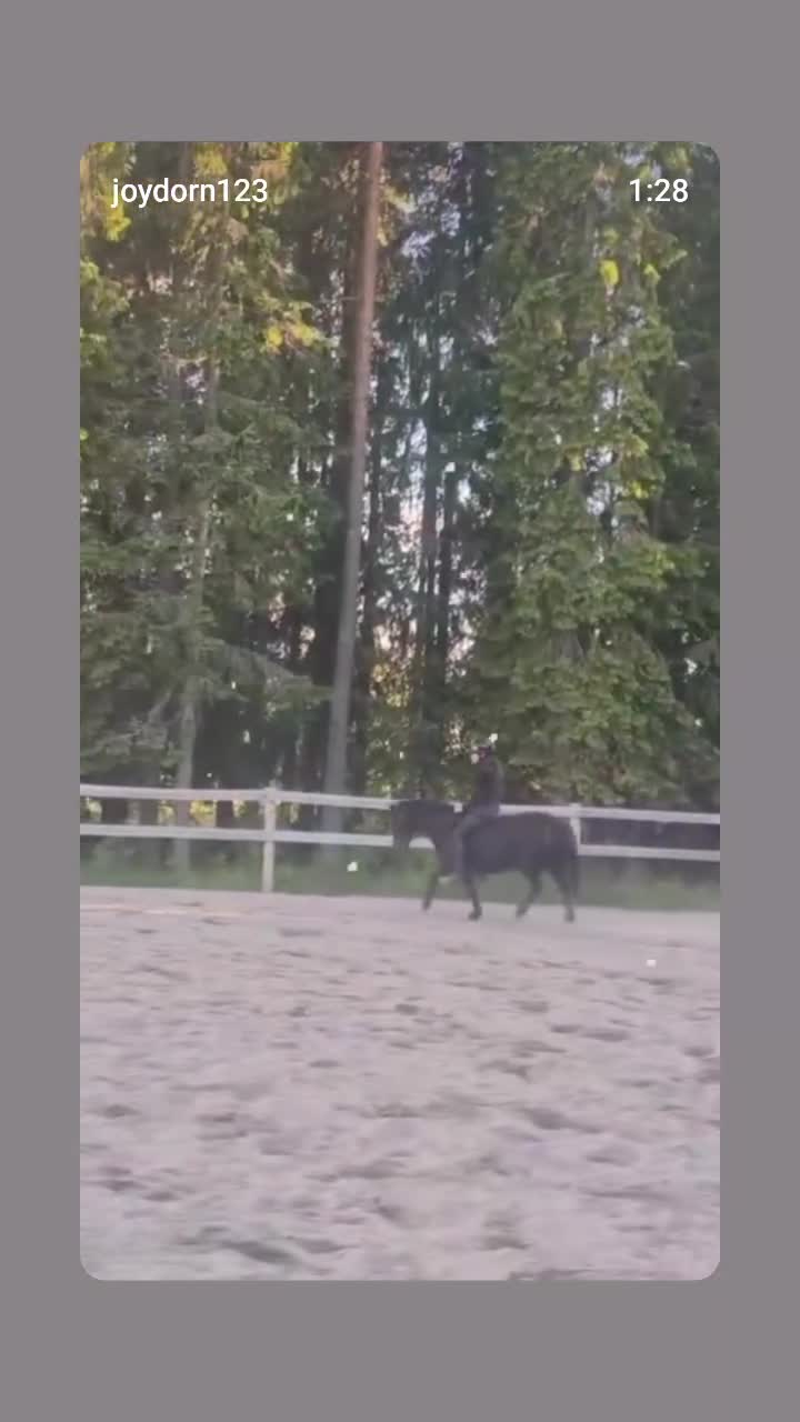 Allround hästar till salu: Supersnäll b-ponny - Video 1