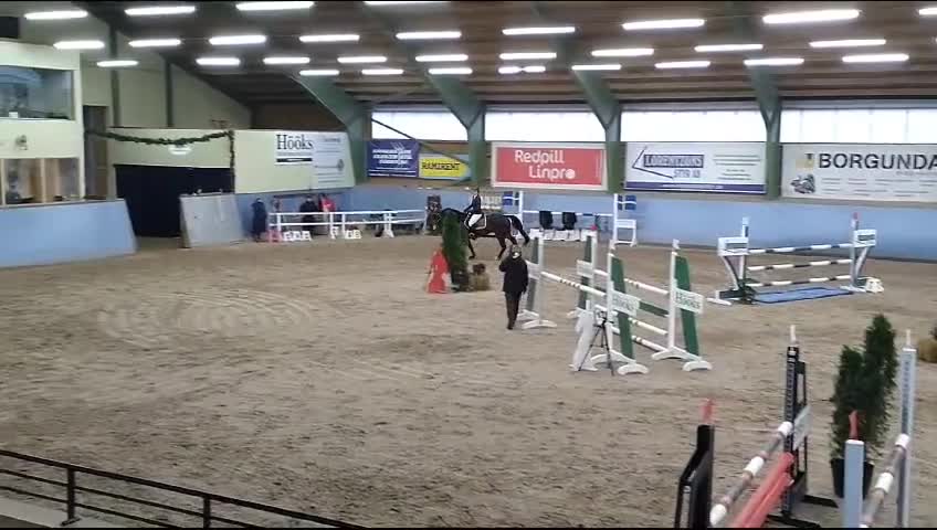 Hoppning hästar till salu: Snäll valack  - Video 1