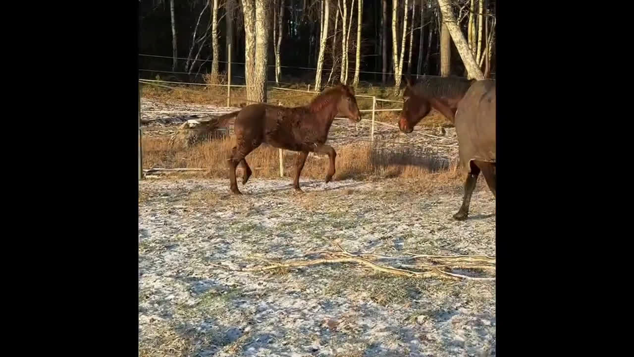 Dressyr hästar till salu: Framtidsämne för dressyr🌟  - Video 1